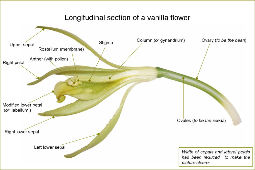 vanilla orchid flower