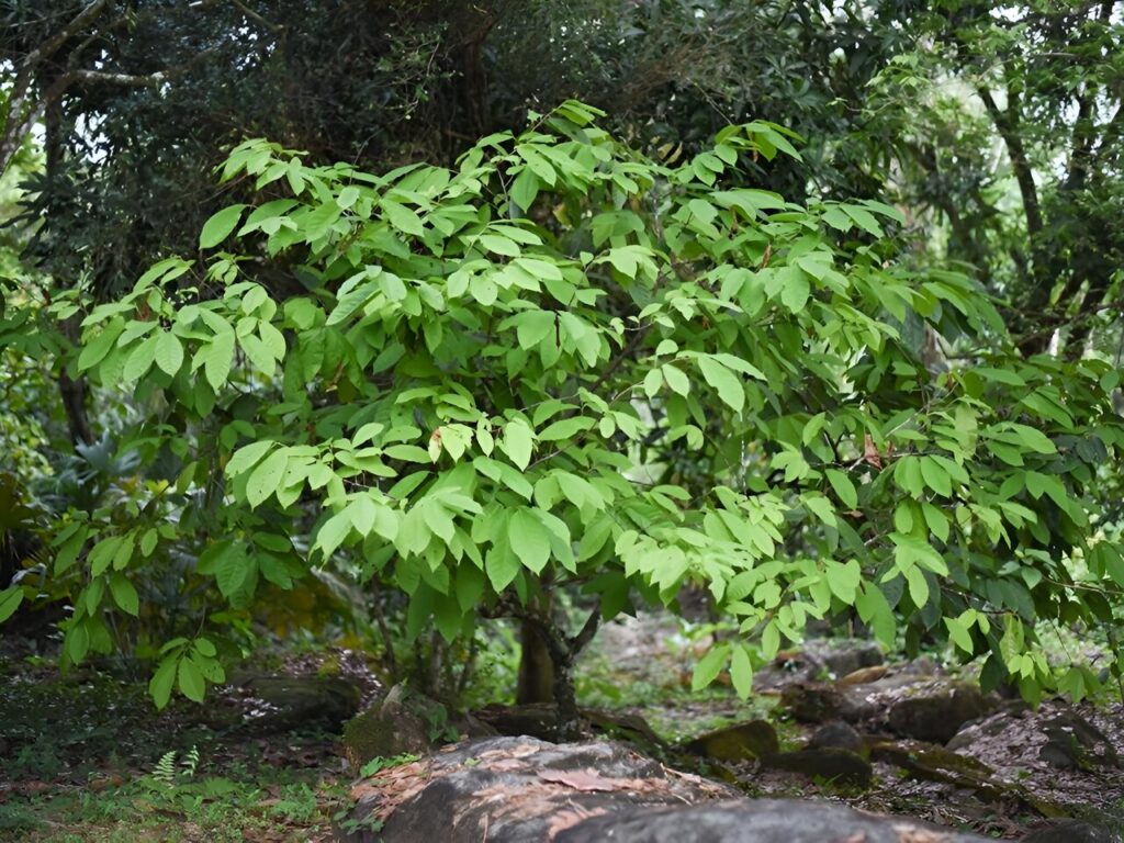 cacao tree