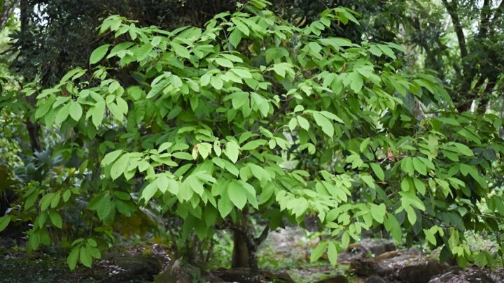 cacao tree